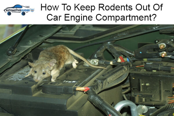Keep Rodents Out Of Car Engine Compartment
