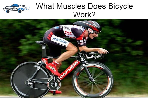 Muscles Does Bicycle Work